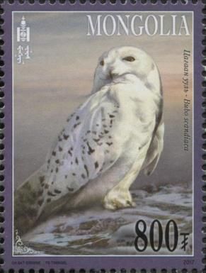 Snowy Owl (Bubo scandiacus)