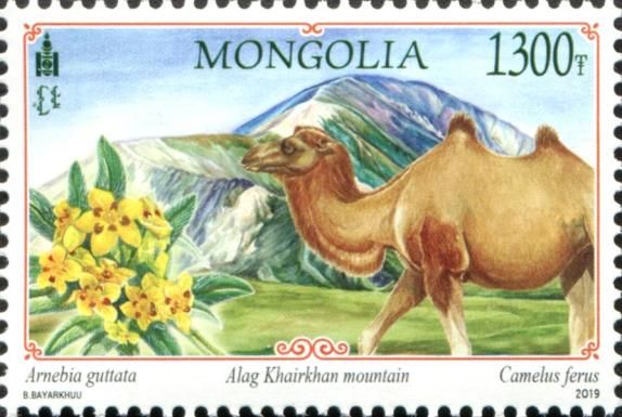 Wild Bactrian Camel (Camelus ferus) and Mt Alag Khairkhan
