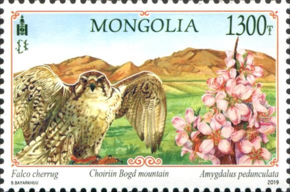 Saker Falcon (Falco cherrug) and Mt Choiirin Bogd