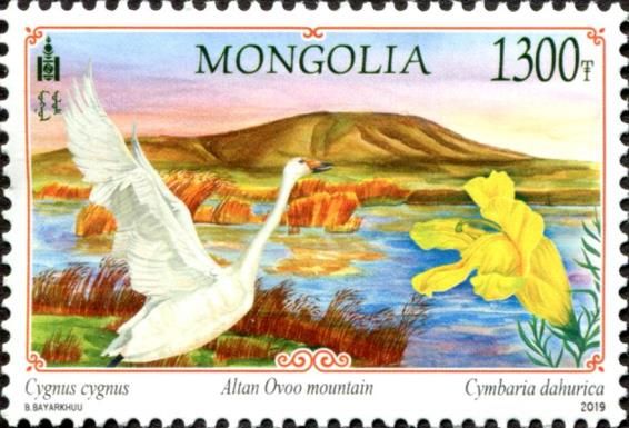 Whooper Swan (Cygnus cygnus) and Mt Altan Ovoo