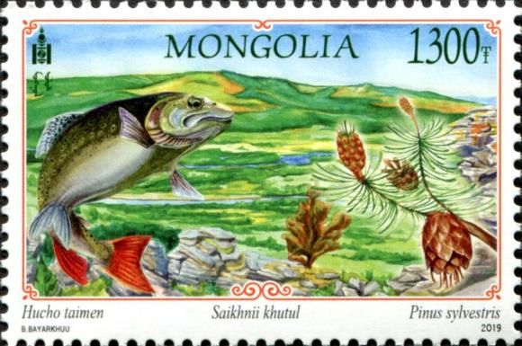 Siberian Salmon (Hucho taimen) and Saikhnii Khutul
