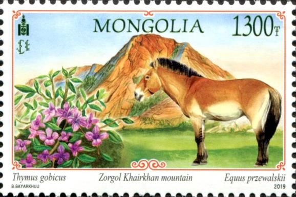 Przewalski's Horse (Equus przewalskii) & Mt Zorgol Khairkhan