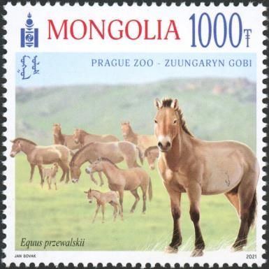 Przewalski's horse (Equus przewalskii)