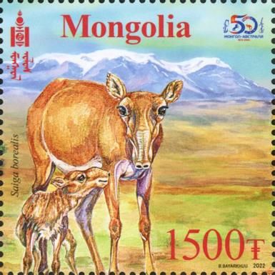 Saiga (Saiga borealis)