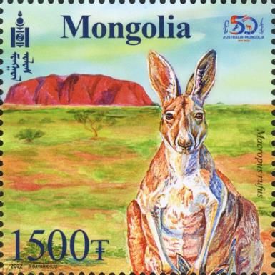 Red Kangaroo (Macropus rufus)
