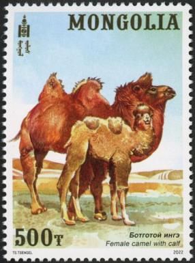 Female Camel with Caif