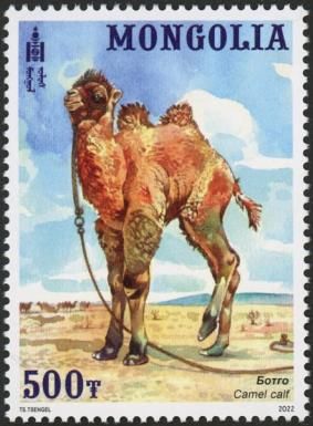 Camel Caif