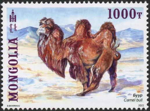 Camel Bull