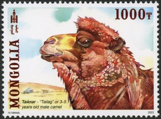 3-5 Years Old Male Camel