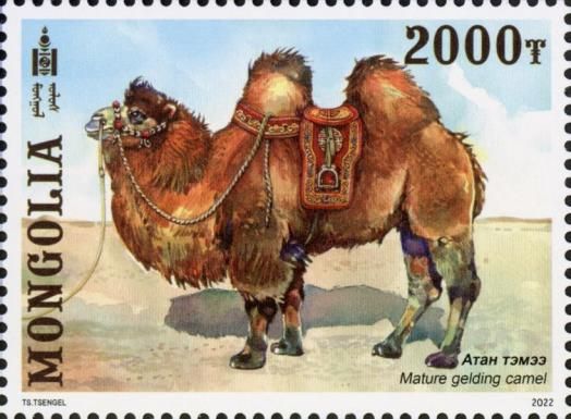 Mature Gelding Camel