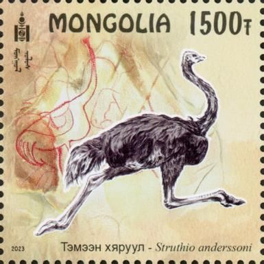 East Asian Ostrich (Struthio anderssoni)