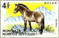 Przewalski's Horse (Equus przewalskii)