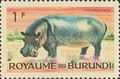 Hippopotamus (Hippopotamus amphibius)
