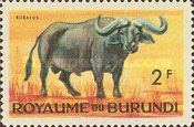 African Buffalo (Syncerus caffer)