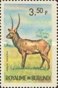Defassa Waterbuck (Kobus defassa)