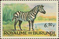 Burchell's Zebra (Equus burchelli)