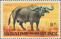 African Buffalo (Syncerus caffer)