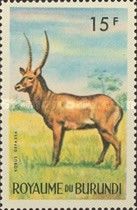 Defassa Waterbuck (Kobus defassa)