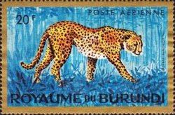 Cheetah (Acinonyx jubatus)