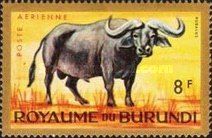 African Buffalo (Syncerus caffer)