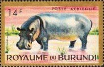 Hippopotamus (Hippopotamus amphibius)