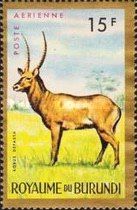 Defassa Waterbuck (Kobus defassa)