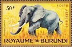 African Elephant (Loxodonta africana)