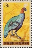 Congo Peacock (Afropavo congensis)