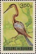 African Darter (Anhinga rufa)
