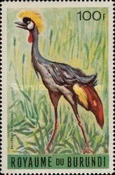 Grey crowned crane (Balearica regulorum)