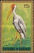Yellow-billed Stork (Ibis ibis)