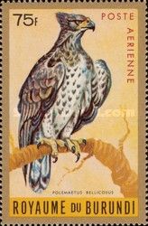 Martial Eagle (Polemaetus bellicosus)