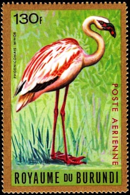 Lesser Flamingo (Phoeniconaias minor)