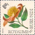 Protea