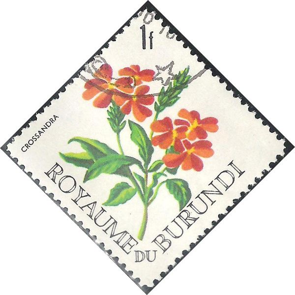 Crossandra