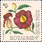 Thunbergia