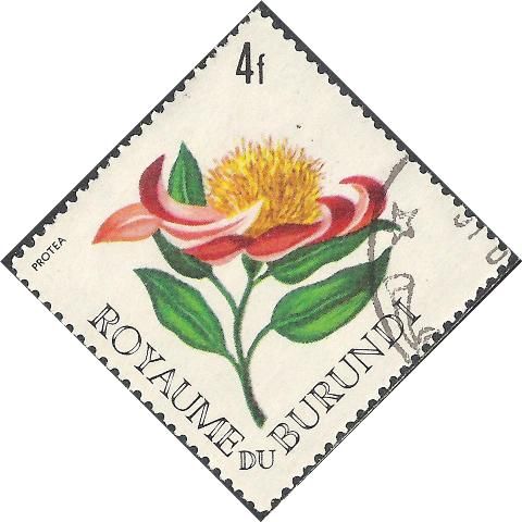 Protea