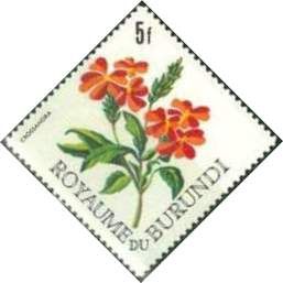 Crossandra
