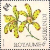 Ansellia africana