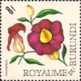 Thunbergia
