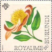 Protea