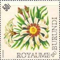 Gazania