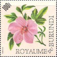 Hibiscus