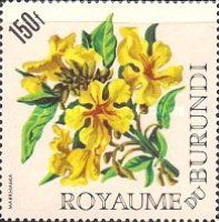 Markhamia lutea