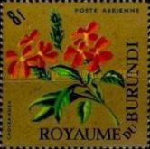 Crossandra