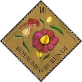 Thunbergia