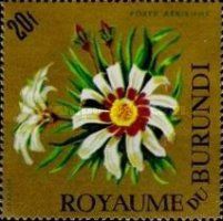 Gazania