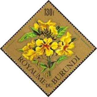 Markhamia lutea