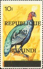 Congo Peacock (Afropavo congensis)