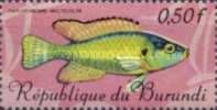 Egyptian Moothbrooder (Haplochromis multicolor)